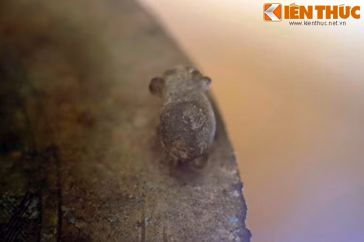 Ngoài ra, có ý kiến cho rằng đây có thể là hình ảnh những con voi chiến, liên quan tới câu chuyện lịch sử về cuộc nổi dậy của Hai Bà Trưng - những người phụ nữ cưỡi voi huyền thoại trong thế kỷ đầu tiên sau Công nguyên.