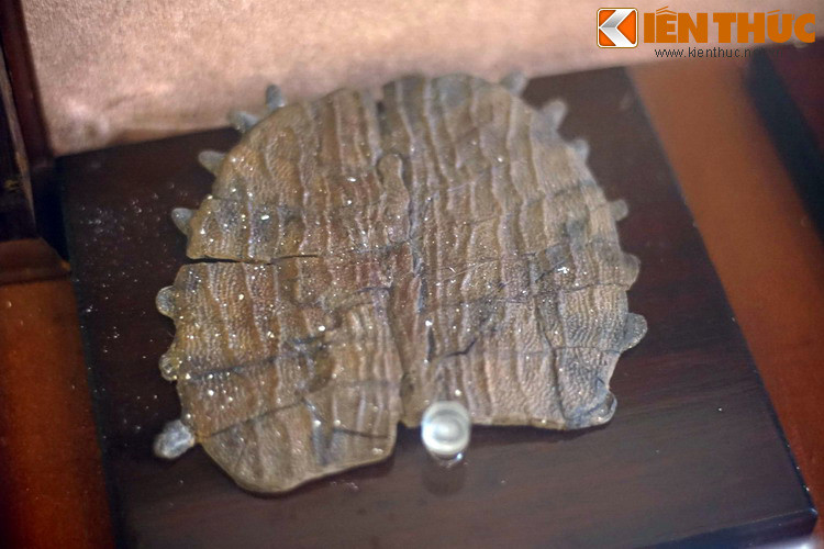 "Di cốt" hàng trăm nghìn năm của một con rùa mai mềm nằm dưới mỏ than Na Dương, Lạng Sơn. Hiện tượng hóa thạch phụ thuộc nhiều vào yếu tố may rủi, và các sinh vật được bảo tồn dưới dạng hóa thạch chỉ chiếm tỉ lệ cực nhỏ.