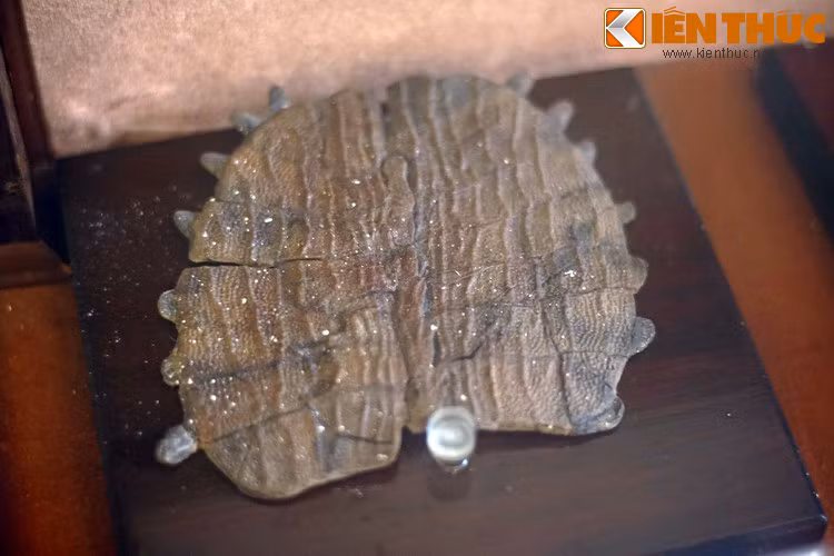 "Di cốt" hàng trăm nghìn năm của một con rùa mai mềm nằm dưới mỏ than Na Dương, Lạng Sơn. Hiện tượng hóa thạch phụ thuộc nhiều vào yếu tố may rủi, và các sinh vật được bảo tồn dưới dạng hóa thạch chỉ chiếm tỉ lệ cực nhỏ.