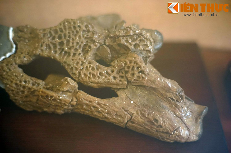 Hộp sọ cá sấu hóa thạch khai quật ở mỏ than Na Dương, Lạng Sơn. Hóa thạch là những dấu tích của sinh vật được bảo tồn trong các lớp đá, là đối tượng nghiên cứu chủ yếu của ngành cổ sinh vật học.