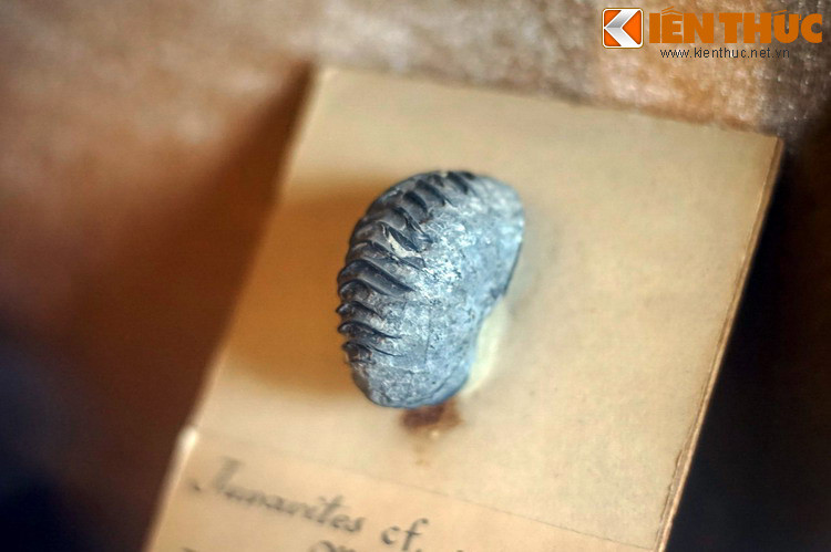 Cúc đá kỷ Trias thượng (khoảng 200-228 triệu năm trước) tìm thấy cách thành phố Điện Biên Phủ 6 km. Với hàng trăm mẫu hóa thạch của nhiều loài thực vật, động vật cổ sinh, Bảo tàng Địa chất (Hà Nội) chính là nơi sở hữu bộ sưu tập hóa thạch quy mô lớn nhất Việt Nam...