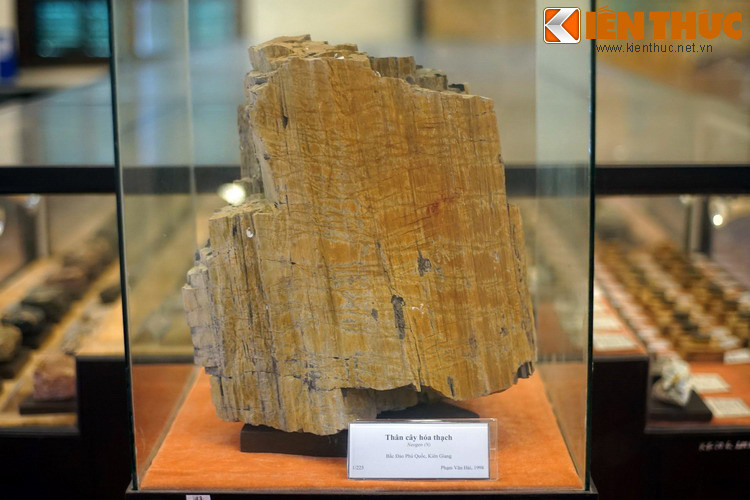 Khúc cây hóa thạch ở Bắc đảo Phú Quốc, Kiên Giang.