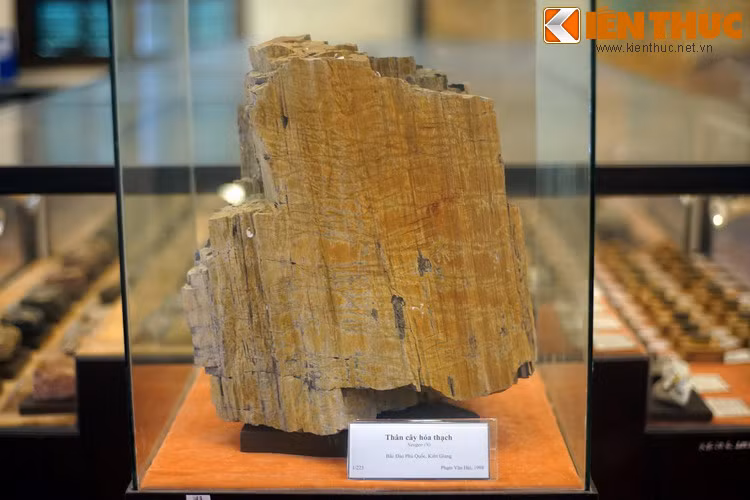 Khúc cây hóa thạch ở Bắc đảo Phú Quốc, Kiên Giang.