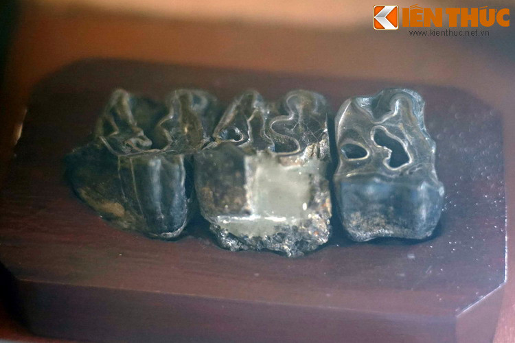 Răng tê giác hóa thạch, tìm thấy ở mỏ than Hang Mon, Sơn La. Hóa thạch được hình thành khi sinh vật chết, xác của chúng bị trầm tích chôn vùi. Sau đó các thành hữu cơ bị phân hủy, các khoáng vật hòa tan từ từ ngấm vào và biến chúng thành đá...