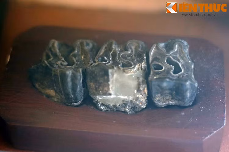 Răng tê giác hóa thạch, tìm thấy ở mỏ than Hang Mon, Sơn La. Hóa thạch được hình thành khi sinh vật chết, xác của chúng bị trầm tích chôn vùi. Sau đó các thành hữu cơ bị phân hủy, các khoáng vật hòa tan từ từ ngấm vào và biến chúng thành đá...