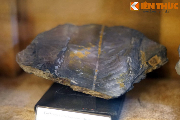 Hóa thạch thực vật ngành dương xỉ được tìm thấy ở mỏ than Đồng Rì, Hà Bắc, 1977.