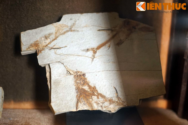 Quần thể hóa thạch của một loài cá thuộc chi Macrones, được các nhà khảo cổ Pháp khai quật ở Lào. Các hóa thạch cung cấp cho khoa học những đầu mối quan trọng để tìm hiểu sinh giới đá tiến hóa như thế nào, đồng thời là cơ sở để định tuổi đá và lập niên biểu sự kiện địa chất.