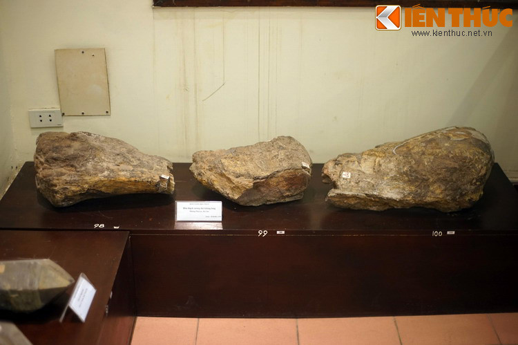 Hóa thạch khủng long Tangvaysaurus, mẫu vật kích thước to lớn và cũng ấn tượng bậc nhất của Bảo tàng Địa chất.