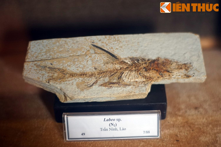 Hóa thạch tuyệt đẹp của một con cá thuộc chi Labeo, một chi cá trong họ Cá chép, do các nhà khảo cổ Pháp khai quật ở Lào một thế kỷ trước. Có thể coi hóa thạch là bằng chứng sống trong quá khứ đã bị chôn vùi và bảo tồn trên bề mặt trái đất.