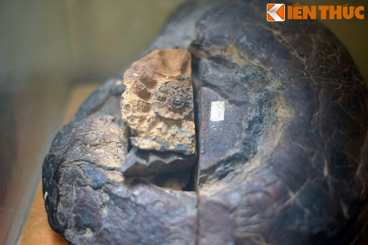 Mẫu cúc đá (một loại động vật thân mềm sống ở biển) hóa thạch kỷ Jura hạ (khoảng 180 đến 200 triệu năm trước) được tìm thấy ở thác Đray Linh, Đăk Lăk, 1983. Hiện vật nằm trong bộ sưu tập hóa thạch của Bảo tàng Địa chất.