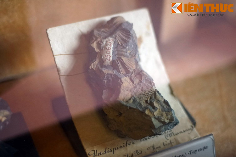 Hóa thạch một loài tay cuộn (ngành động vật không xương sống quan trọng nhất đại cổ sinh) khai quật ở Chợ Bờ, Hòa Bình.