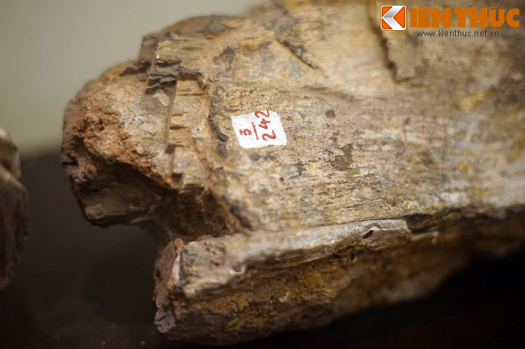 Các hóa thạch khủng long này được nhà địa chất học người Pháp Josúe Heilman Hoffet tìm thấy trong khu vực Bản Tangvai, mường Pha Lan, tỉnh Savanakhet của Lào năm 1930.