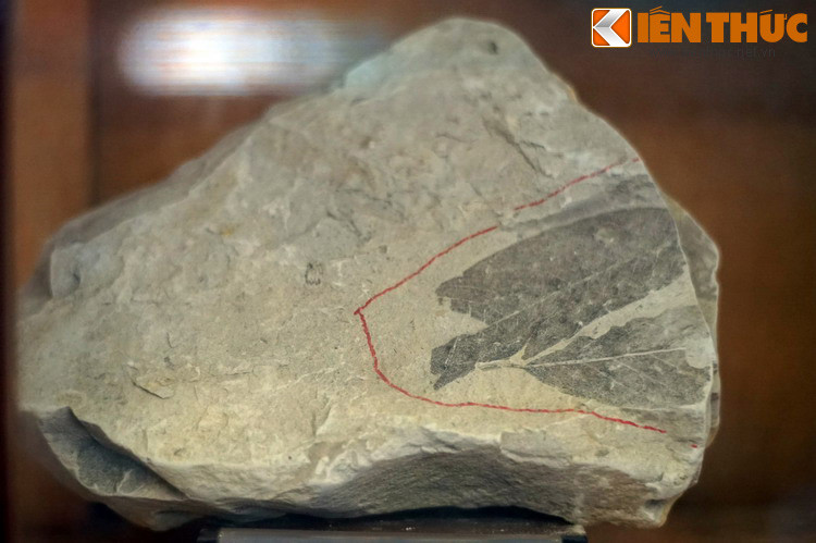 Lá cây thuộc chi Bồ hòn hóa thạch được phát hiện ở Sông Ba, Khánh Hòa, 1979.