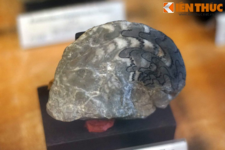 Hóa thạch cúc đá được tìm thấy ở Bắc Thủy, Lạng Sơn năm 1977. Ở Việt Nam, hóa thạch bắt đầu được khai quật và nghiên cứu từ thời thuộc địa. Kể từ đó đến nay, vô số hóa thạch đã được tìm thấy ở nhiều địa phương, đem đến thông tin quý giá về sự sống ở dãi đất hình chữ S thuở hồng hoang.