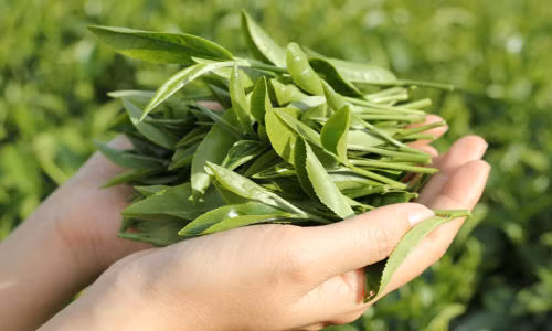 Da trang min khong ti vet nho pha tra xanh voi ruou trang