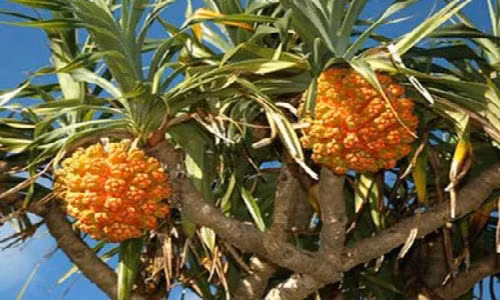 7 bài thuốc dân gian chữa viêm gan B an toàn, hiệu nghiệm 7 bai thuoc dan gian chua viem gan B an toan, hieu nghiem