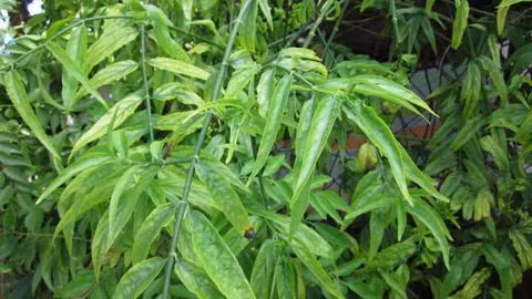 Thao duoc dan gian “danh bay” noi lo ung thu buong trung-Hinh-3