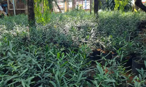 Thao duoc dan gian “danh bay” noi lo ung thu buong trung-Hinh-2