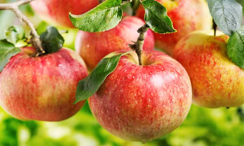 An trai cay mua thu giup ngan ngua ung thu hieu qua