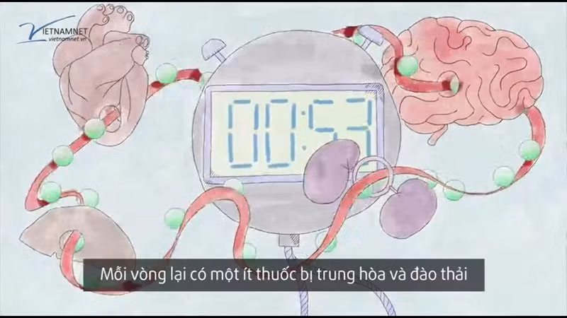 Kham pha “duong di” cua thuoc trong co the nguoi-Hinh-4