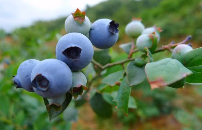 7. Việt quất: mỗi ngày ăn một chút việt quất sẽ rất có lợi cho sức khỏe của bạn. Bạn có thể dùng việt quất làm đồ ăn vặt hoặc cho vào sữa chua ăn kèm vừa thơm ngon vừa bổ dưỡng. Ảnh: qnong.