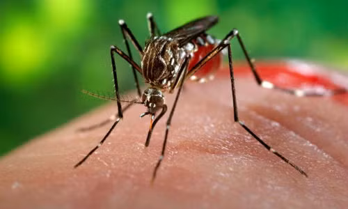 Ha Noi se can nhac viec cong bo dich sot xuat huyet