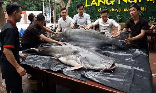 "Thuy quai khung" hon 200 kg xuat hien gay xon xao Da Nang