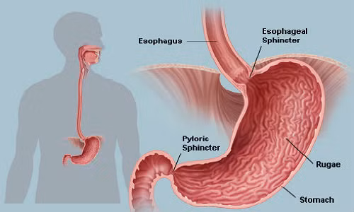 Dau hieu nhan biet ro nhat nen biet ve ung thu da day