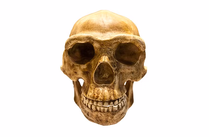 Homo antecessor là một trong những giống người được biết đến đầu tiên ở châu Âu đồng thời là tổ tiên cuối cùng của người Neanderthal và người hiện đại. Homo antecessor có tập tục ăn thịt người khá thường xuyên ngay cả khi các nguồn thực phẩm khá dồi dào. Thỉnh thoảng, họ sẽ tổ chức những buổi tiệc ăn thịt người với các món ăn bên bàn tiệc được chế biến từ kẻ thù. Các chuyên gia đã tìm thấy những phần thi thể còn lại của nạn nhân cùng với xương của loài gấu, voi, cáo và các động vật cổ xưa khác.