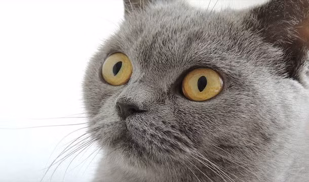 Tại Ai Cập cổ đại, vô tình giết một con mèo cũng khiến người đó lĩnh án tử hình.