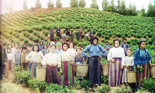 Không chỉ chụp những người giàu có hay những địa điểm nổi tiếng, ông Prokudin-Gorsky còn chụp ảnh cuộc sống giản dị của người dân. Trong ảnh là các công nhân người Hy Lạp làm việc trên đồi chè.