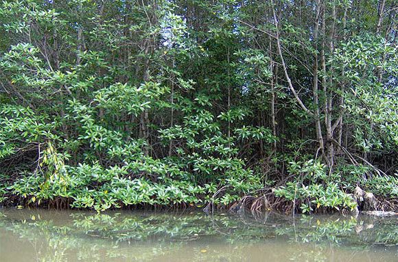 Cần Giờ xếp ở vị trí cuối cùng trong danh sách 27 kỳ quan thiên nhiên châu Á của chuyên trang du lịch Smarter Travel. Nơi đây không chỉ có hàng ngàn cây Đước mà còn là nơi sinh sống của hơn 200 loài động vật và 150 loài thực vật khác nhau.