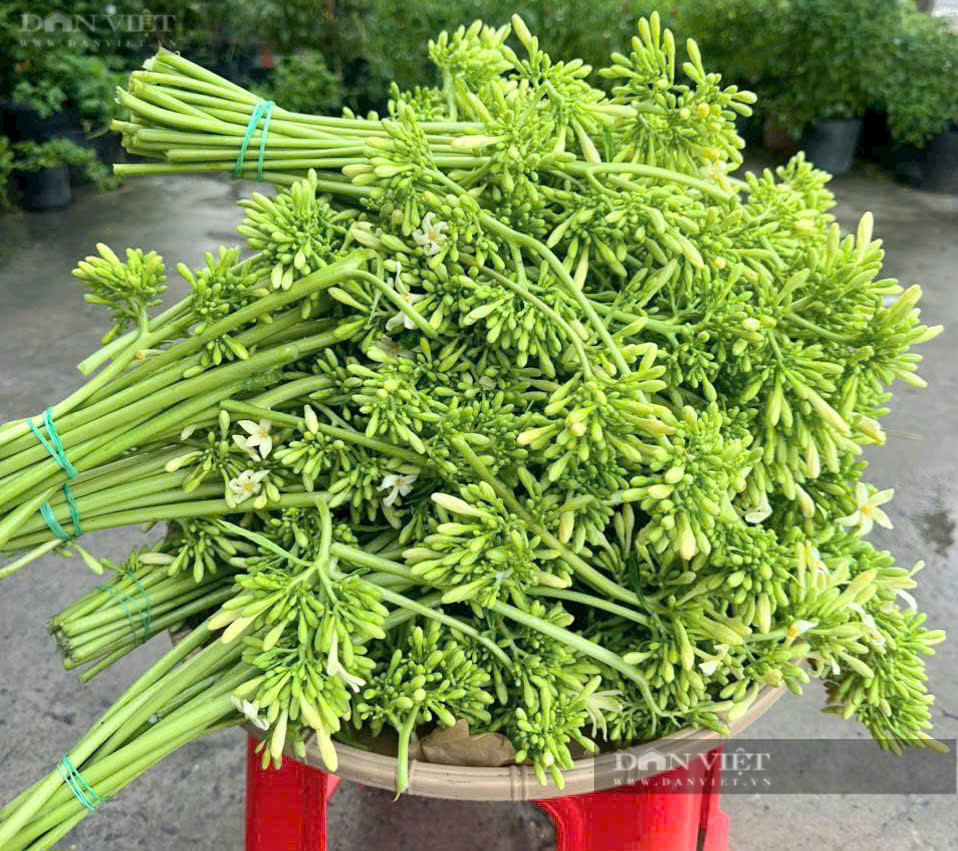 Theo anh Hải, mỗi sáng anh thu hoạch khoảng 30kg bông đu đủ đực. Anh Hải chia sẻ, kỹ thuật trồng đu đủ cái lấy trái và trồng đu đủ đực lấy bông tương tự nhau.