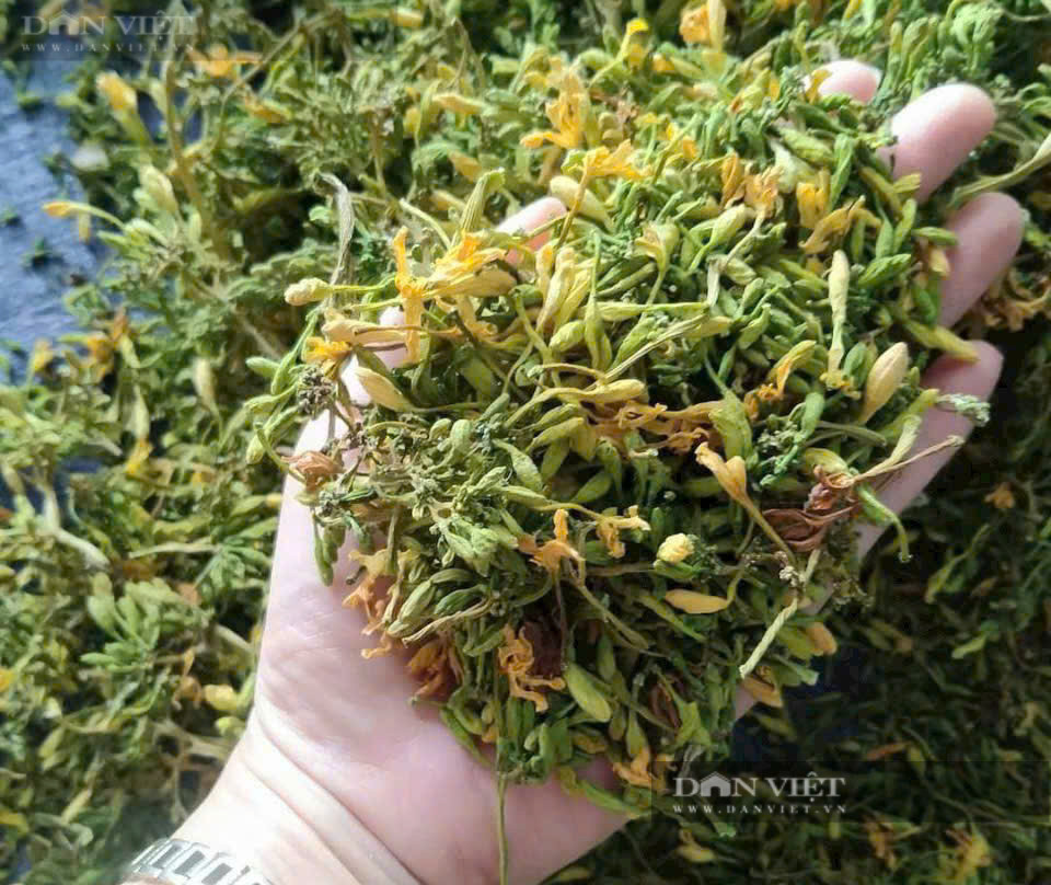 Ngoài sử dụng bông đu đủ đực làm dược liệu, sắp tới anh Hải, nông dân trồng đu đủ đực ở huyện Củ Chi (TP HCM) sẽ có sản phẩm lá hoa đu đủ đực phơi khô. Sản phẩm này chỉ biếu tặng khách hàng. Sản phẩm dược liệu này rất tốt cho hệ hô hấp, tiêu hóa.