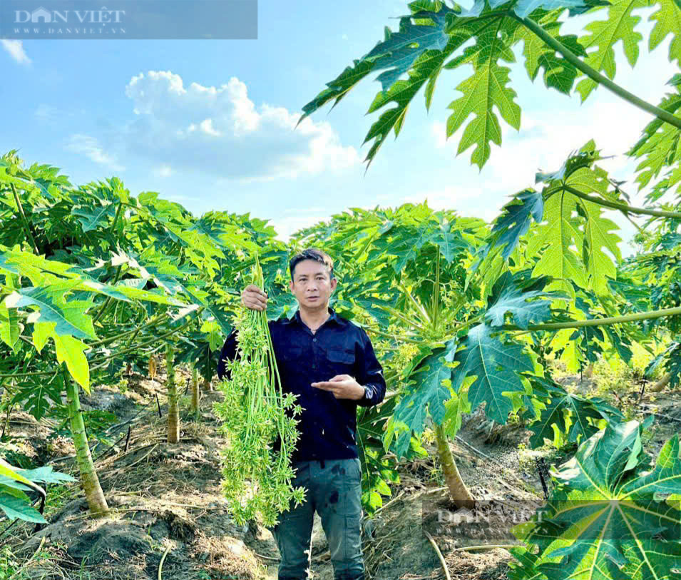 Mỗi ha đất trồng đu đủ đực lấy bông được 3.000 cây. Cây đu đủ đực trồng khoảng 4 tháng thu hoạch bông. Mỗi cây cho thu hoạch khoảng 200g bông/ngày. Cây thu hoạch hơn 1 năm sẽ già cỗi và phải trồng thay cây mới.