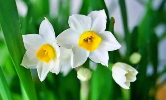 Chưng những loại hoa nào thì phúc khí, tài lộc đầy nhà? - Hình 2 Chung nhung loai hoa nao thi phuc khi, tai loc day nha?-Hinh-2