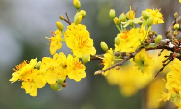 Chưng những loại hoa nào thì phúc khí, tài lộc đầy nhà? Chung nhung loai hoa nao thi phuc khi, tai loc day nha?