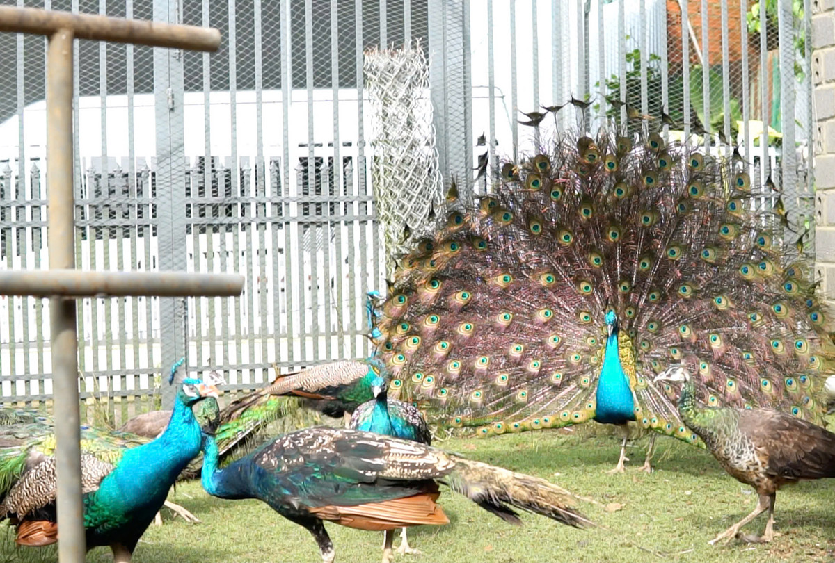 Nuôi loài chim hoang dã, ảo thuật gia bán 3,5 triệu/cặp - Hình 2 Nuoi loai chim hoang da, ao thuat gia ban 3,5 trieu/cap-Hinh-2