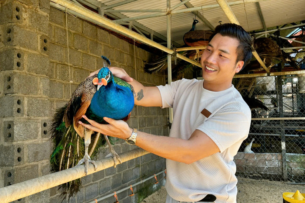 Nuôi loài chim hoang dã, ảo thuật gia bán 3,5 triệu/cặp Nuoi loai chim hoang da, ao thuat gia ban 3,5 trieu/cap