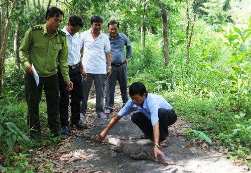 Lực lượng kiểm lâm huyện Kiên Lương tiến hành thả kỳ đà hoa vào rừng đặc dụng tại địa phương. Ảnh P.Vân