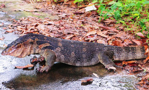 Kỳ đà hoa nặng 11kg, loại động vật ừng nguy cấp, quý hiếm được phát hiện tại trụ sở HĐND - UBND huyện Kiên Lương vào chiều 21/6. Ảnh P.Vân