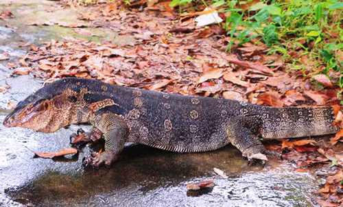 Kỳ đà hoa nặng 11kg, loại động vật ừng nguy cấp, quý hiếm được phát hiện tại trụ sở HĐND - UBND huyện Kiên Lương vào chiều 21/6. Ảnh P.Vân