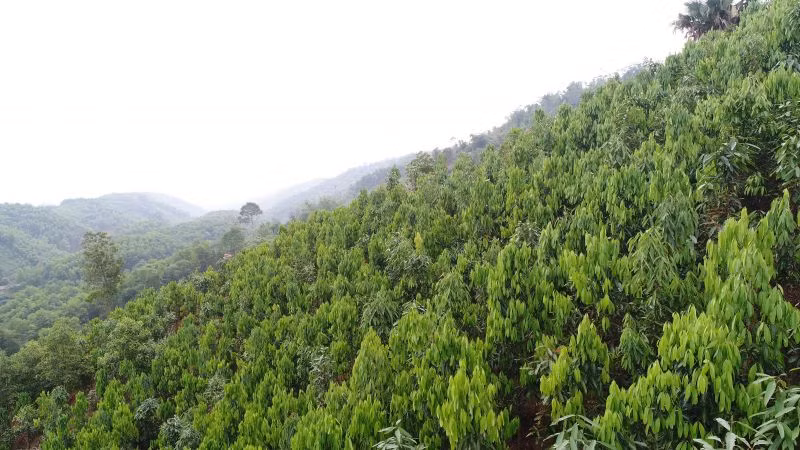  Cây quế được ví như "vàng xanh" vì vừa mang lại giá trị kinh tế cao vừa giúp phủ xanh đất trống, bảo vệ môi trường.(Ảnh: Người đưa tin)