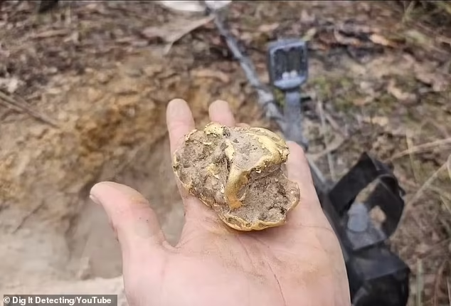 Sử dụng máy dò kim loại, ông tìm thấy kho báu nằm sâu gần 1 mét dưới gốc cây mục, sau hơn một giờ đào bới. (Ảnh:Daily Mail)