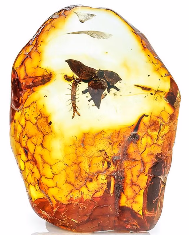 Một trong những đặc điểm nổi bật của hổ phách là khả năng bảo tồn các mẫu vật sinh học bên trong. Các mảnh hổ phách thường chứa các loài côn trùng, thực vật hoặc thậm chí là động vật nhỏ bị mắc kẹt trong nhựa cây hàng triệu năm trước. Điều này cung cấp cho các nhà khoa học những thông tin quý giá về hệ sinh thái và môi trường sống của Trái Đất trong quá khứ.