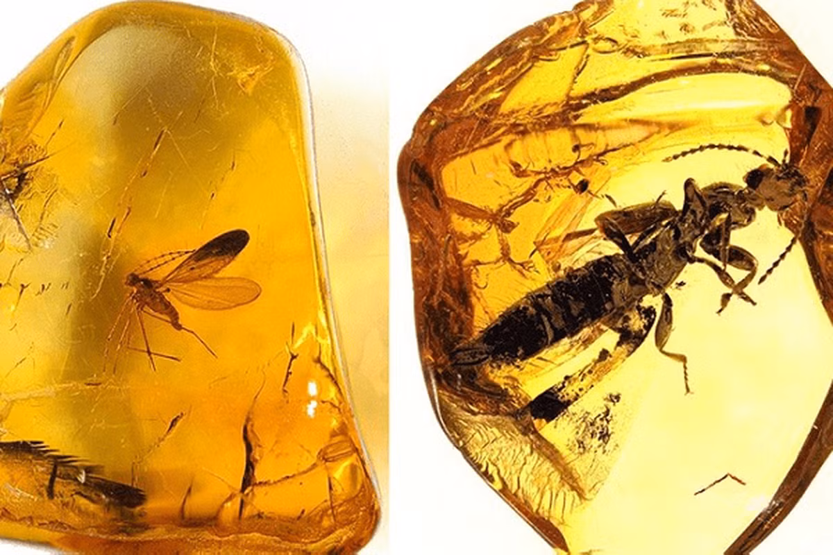 Hổ phách thường có màu vàng, cam hoặc nâu đất, nhưng cũng có những viên hổ phách màu xanh lam hiếm gặp.