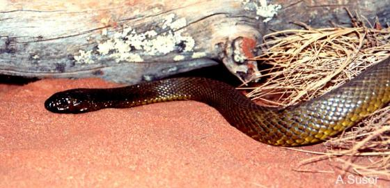 Nọc độc của rắn Taipan nội địa khiến các nạn nhân bị rắn cắn đối mặt với các triệu chứng bao gồm: rối loạn đông máu, tê liệt hệ thần kinh, phá hủy nội tạng (gây suy thận, phổi, gan), gây tê liệt cơ, phá vỡ các mô, thậm chí mất mạng. (Ảnh: The Reptile Database)