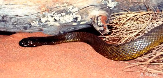 Nọc độc của rắn Taipan nội địa khiến các nạn nhân bị rắn cắn đối mặt với các triệu chứng bao gồm: rối loạn đông máu, tê liệt hệ thần kinh, phá hủy nội tạng (gây suy thận, phổi, gan), gây tê liệt cơ, phá vỡ các mô, thậm chí mất mạng. (Ảnh: The Reptile Database)