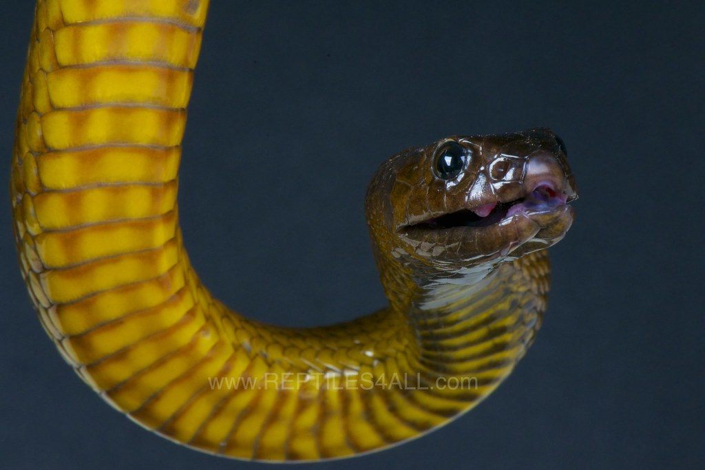 Mặc dù loài rắn Taipan nội địa vô cùng nguy hiểm nhưng chúng khá nhút nhát, thường trốn trong các hốc đá, khe nứt vùng đồng bằng, tránh xa con người. Vậy nên, mỗi năm có rất ít trường hợp bị rắn Taipan nội địa tấn công và thiệt mạng. (Ảnh: Flickr)