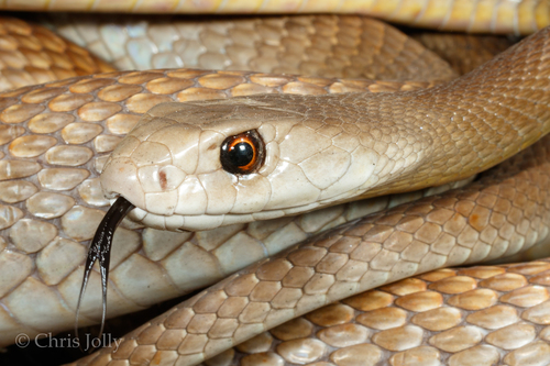 Mỗi vết cắn của rắn Taipan nội địa tiết ra lượng nọc độc khoảng 110 mg đủ sức đoạt mạng 100 người đàn ông trưởng thành cùng lúc nếu không được điều trị y tế kịp thời. (Ảnh: iNaturalist)